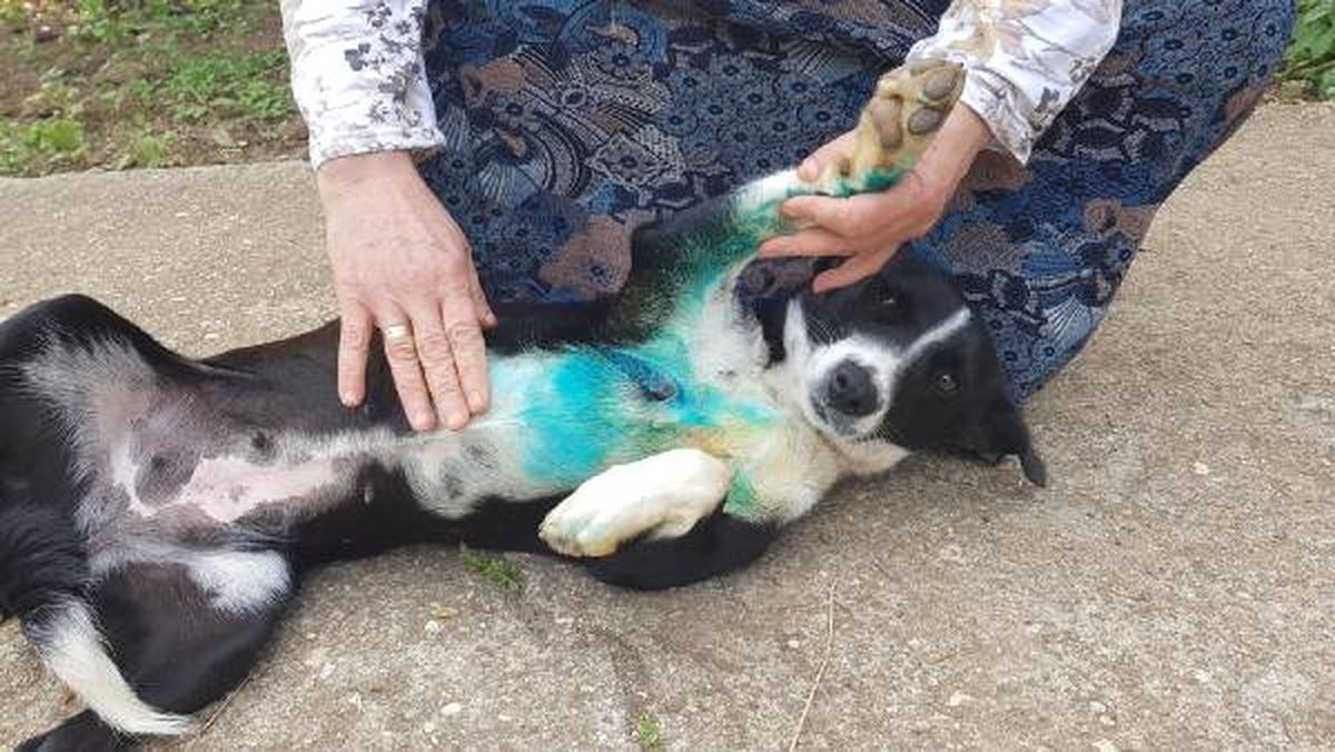 Silivri\'de Hırsızlar Kendilerini Kovalayan Köpeği Bıçakladı