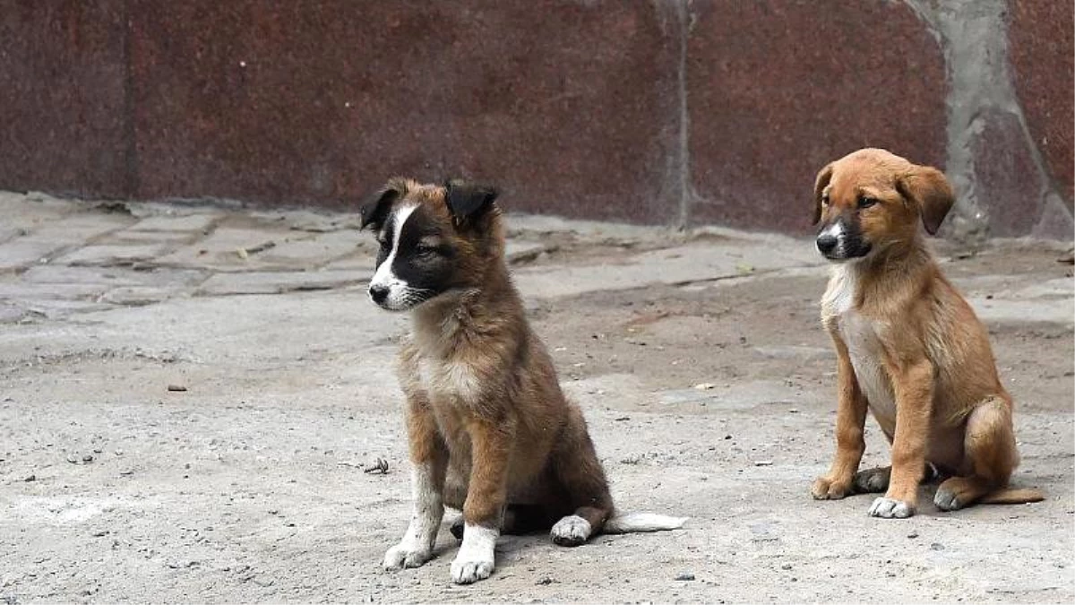 Yavru Köpek Tarafından Isırılan Norveçli Turist Kuduzdan Öldü