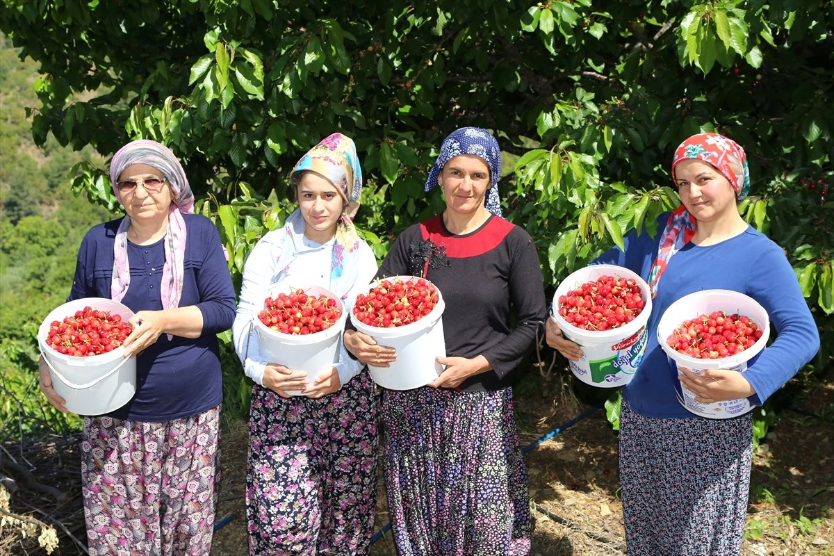 Antalya\'da Erkenci Kirazın Hasadı Başladı