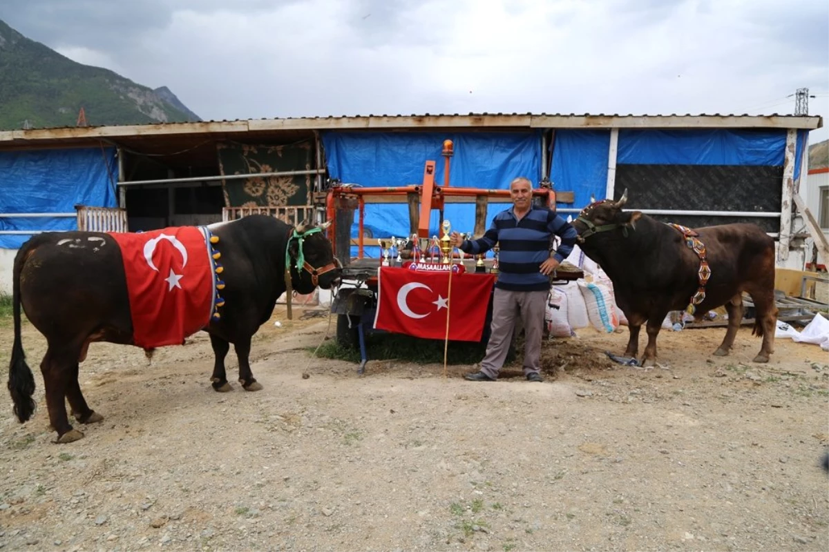 Artvin\'de Milyonluk Boğa Üretim Çiftliği