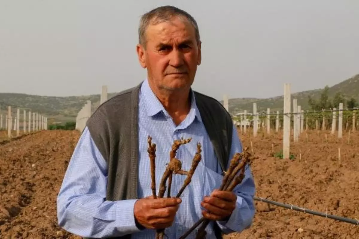 Bağındaki Asmalarını Köklediler, Bağ Direklerini Kırdılar