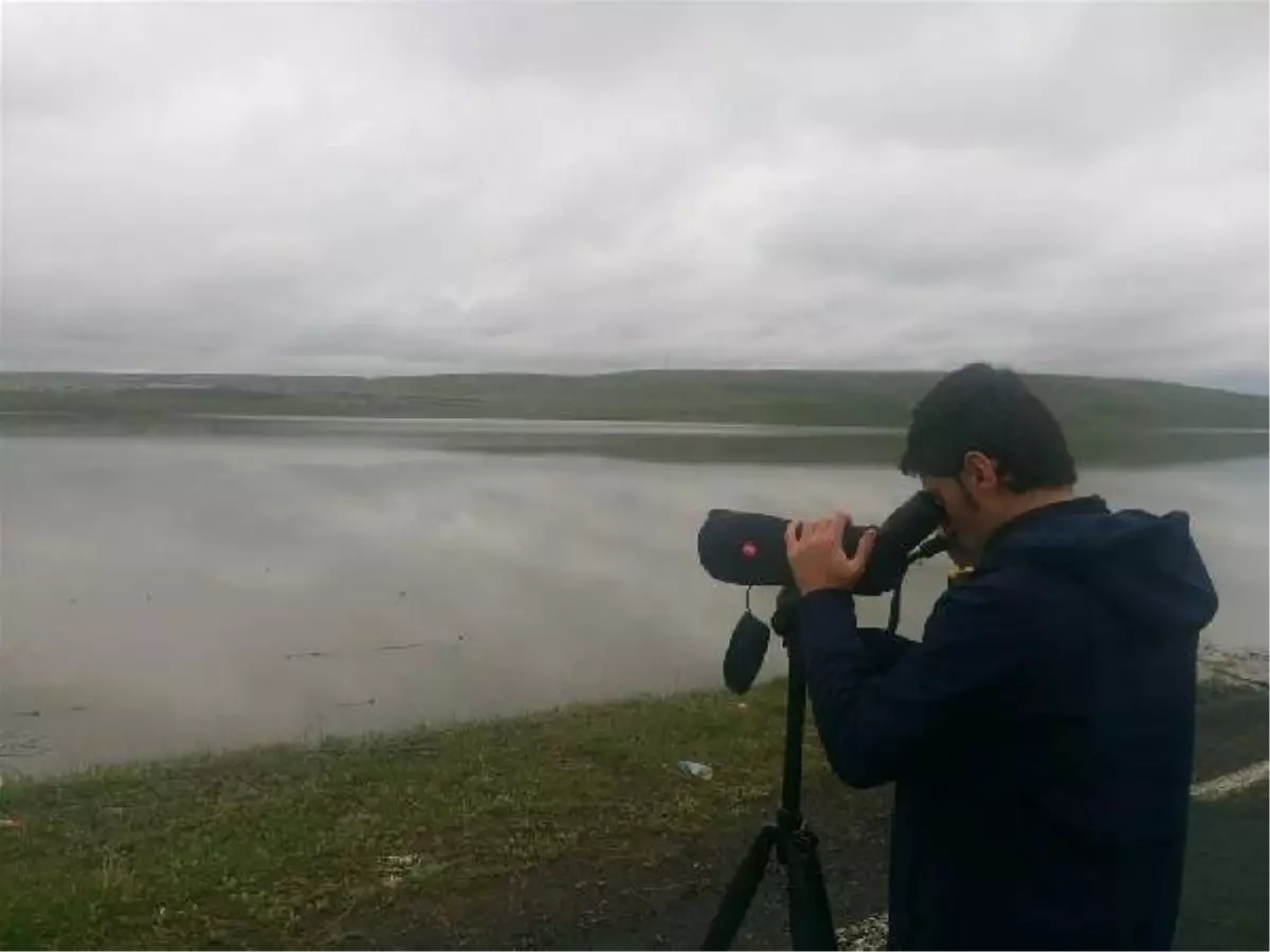 En Büyük Kuş Gözlem Günü\'nde En Çok Kuş, Kars\'ta Sayıldı