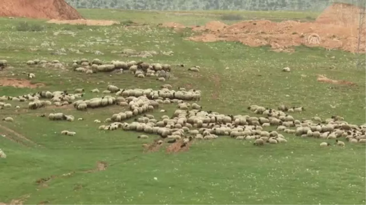 Göçerlerin Zorlu Yayla Yolculuğu - Şırnak