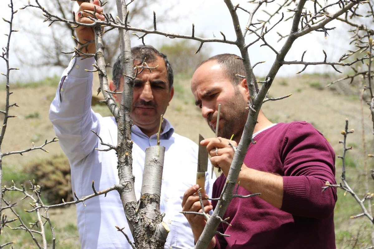 Gümüşhane\'de Yaban Hayatı İçin Meyve Fidanı Aşılanıyor