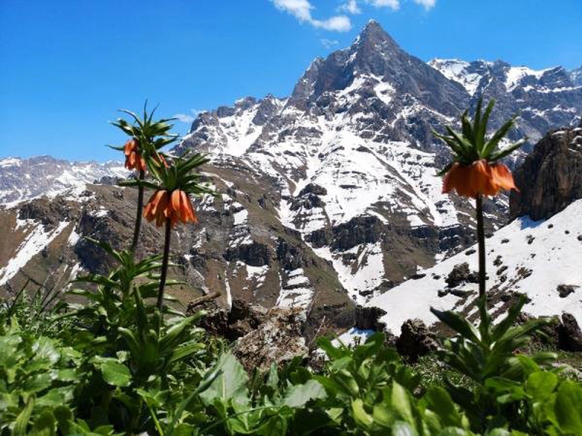 Hakkari Dağlarında Ters Laleler Çiçek Açtı