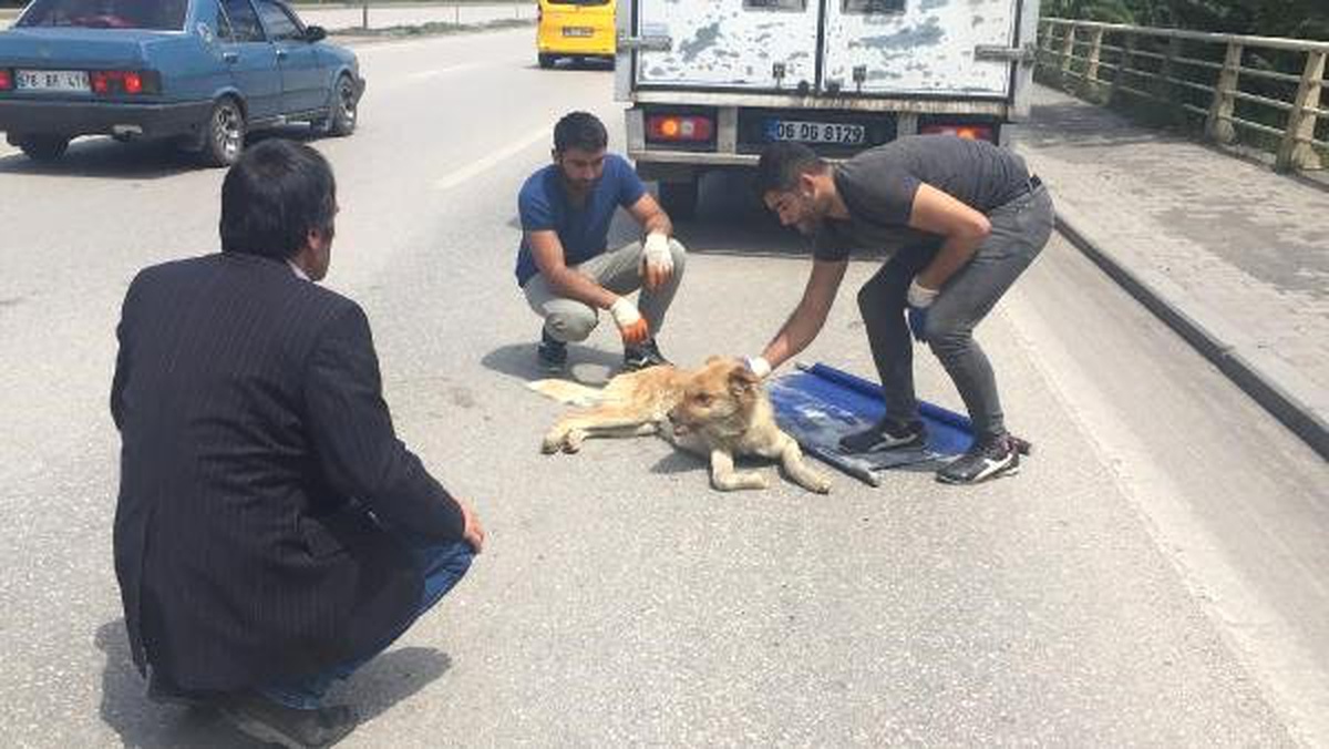 Kamyonetin Çarptığı Köpeğin Başından Ayrılmadı