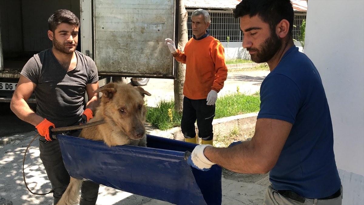 Kamyonetin Çarptığı Köpek Tedaviye Alındı