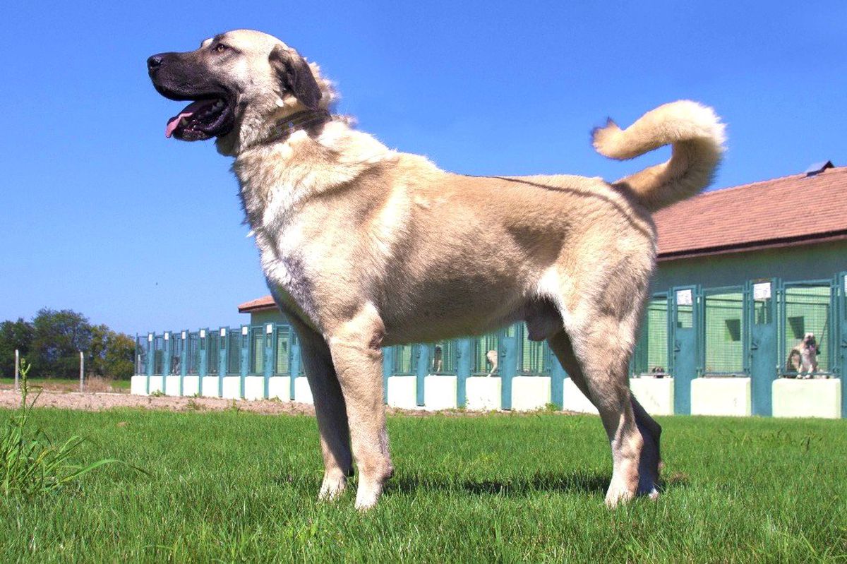 Kangal ve Akbaşların Genlerine Özel Koruma