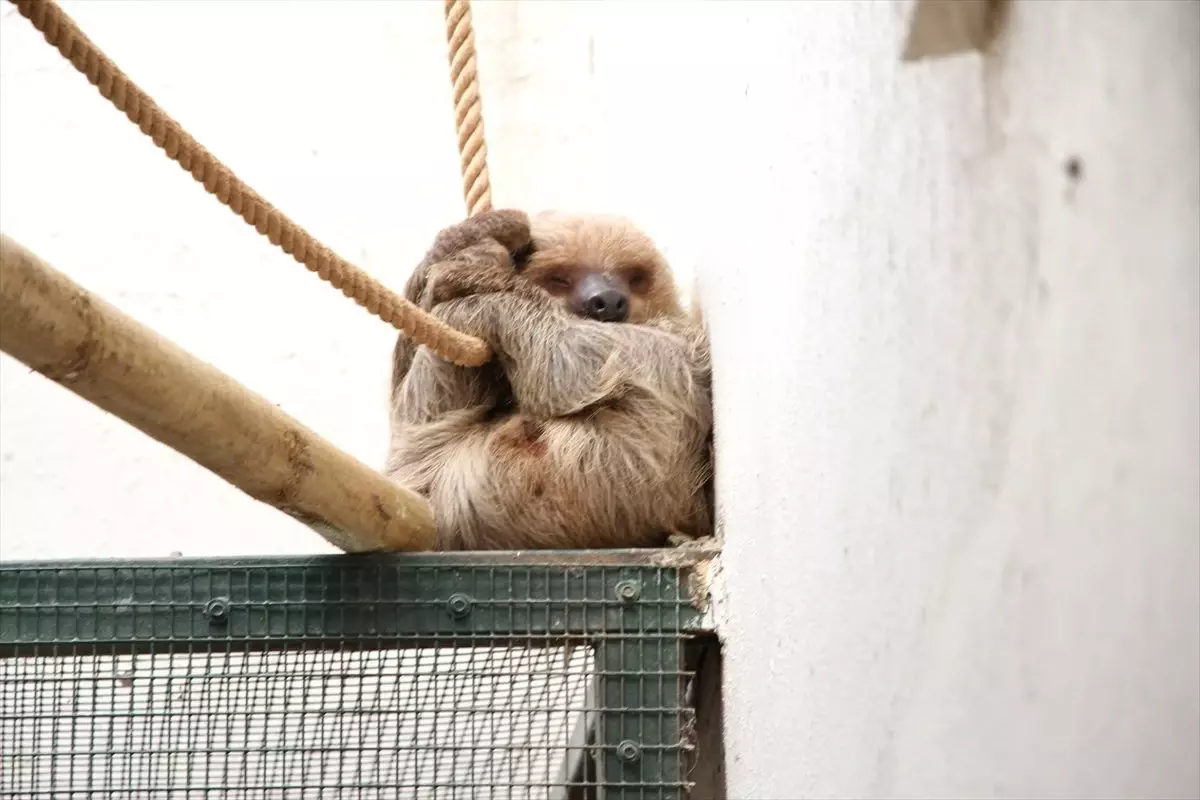 Tembel Manana" 1 Yaşında