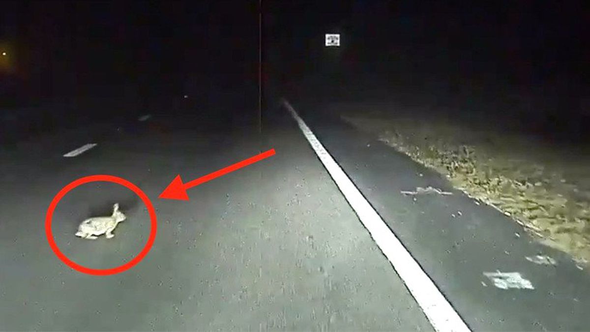 Tesla Model S, Bu Kez Bir Tavşanın Hayatını Kurtardı (Video)
