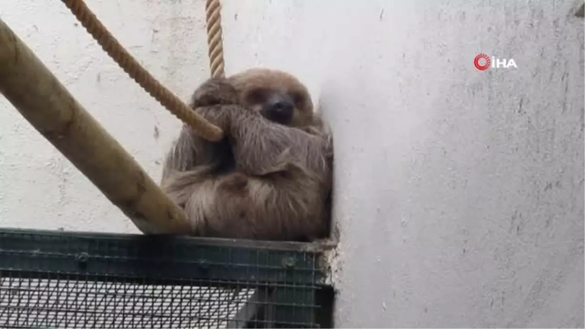Türkiye\'de Dünyaya Gelen İlk Tembel Hayvan Manyana 1 Yaşına Girdi
