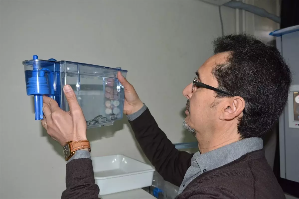 Zebra Balığıyla Nanoteknolojinin Etkileri Araştırılacak