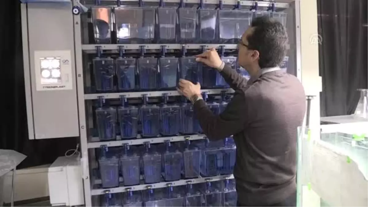 Zebra Balığıyla Nanoteknolojinin Etkileri Araştırılacak