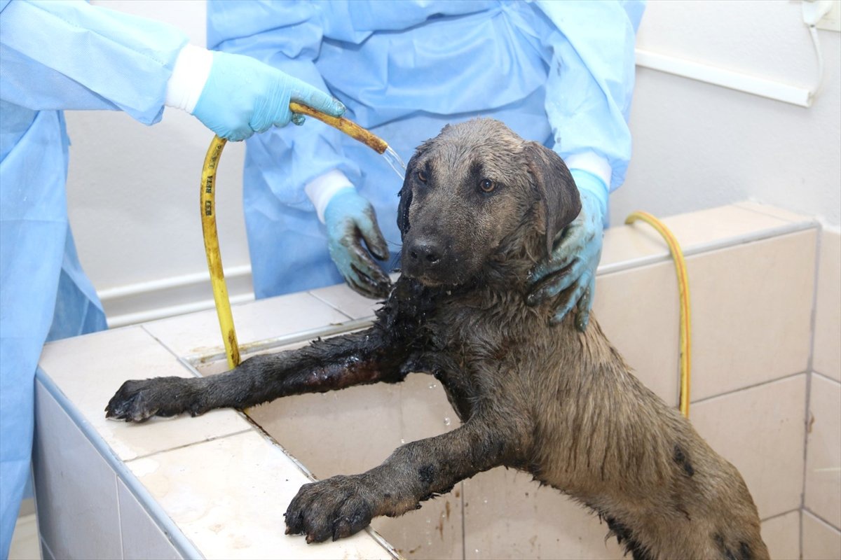 Zifte Yapışan Köpeğe Belediye Ekipleri Sahip Çıktı