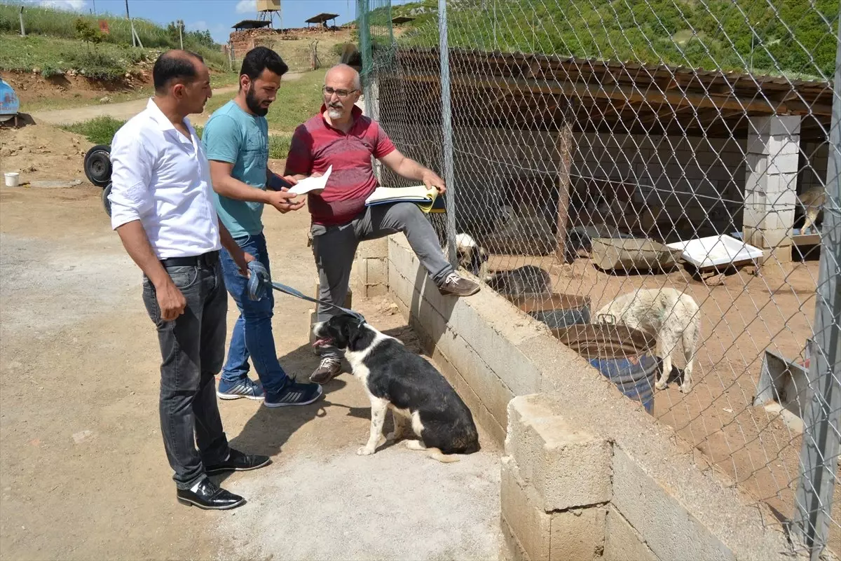 Belediye ve Gönüllülerden Sokak Köpeklerine Barınak