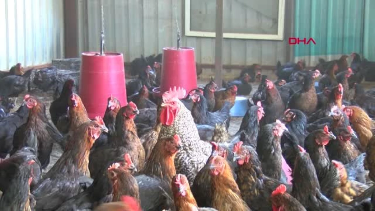 Bursa Tavuklara Mozart Eserleri Dinleterek Yumurta Verimini Yüzde 10 Arttırdı