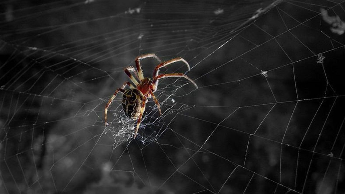Çin\'de Doktora Giden Bir Kişinin Kulağından Örümcek Çıktı