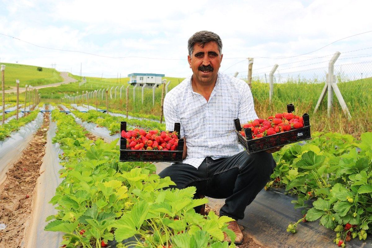 Diyarbakır\'da Organik Çilek Hasadına Başlandı