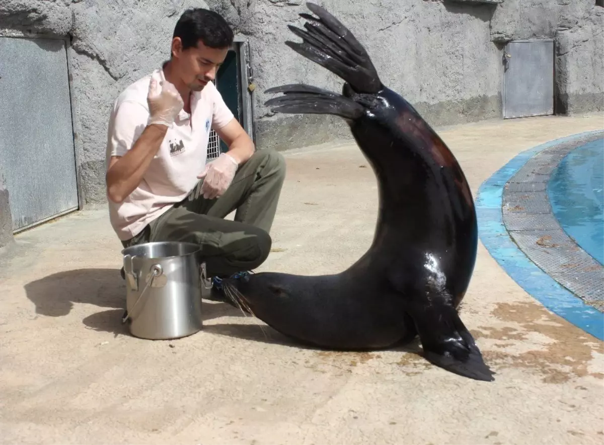 Fok ile Bakıcısının Dostluğu