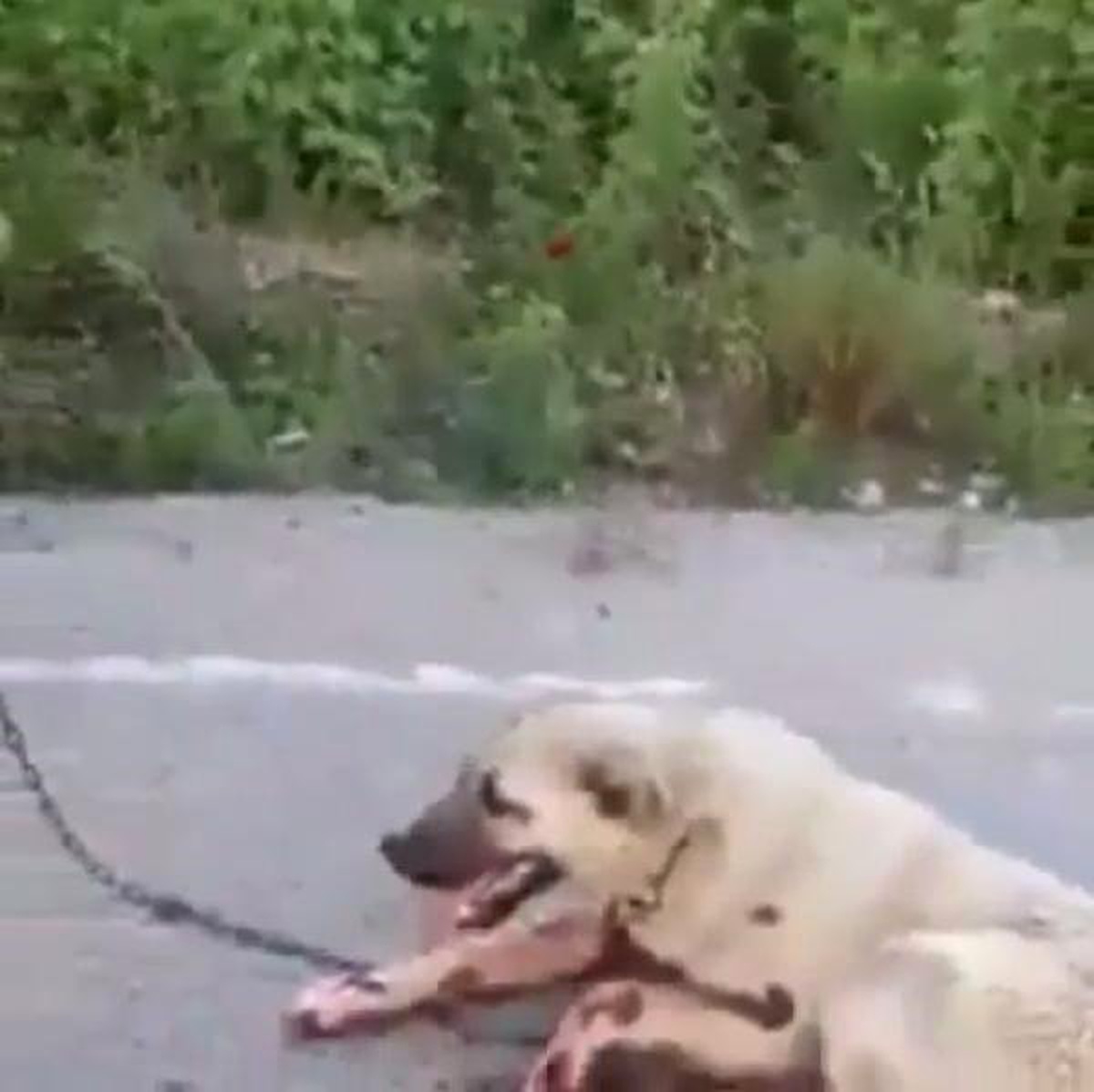 Komşuların Tavuklarına Saldırdı Diye Köpeğini Çekicinin Arkasında Sürükledi