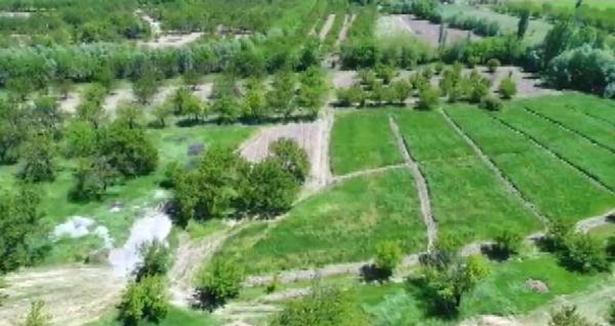 Malatya\'da 3 Bin 565 Kök Kenevir Ele Geçirildi