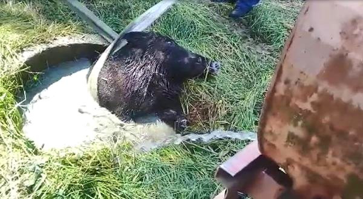 Su Dolu Kuyuya Düşen Yaban Domuzunu İtfaiye Kurtardı