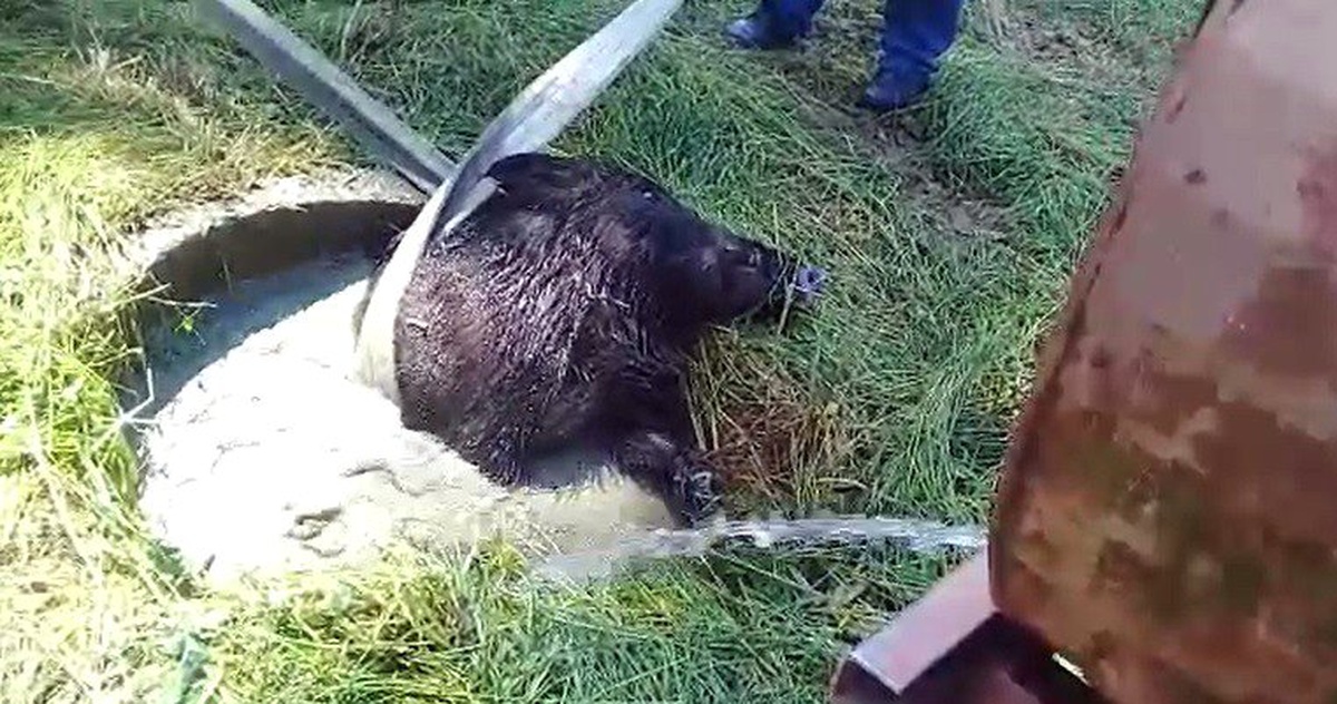 Su Kuyusuna Düşen Yaban Domuzunu İtfaiye Ekipleri Kurtardı