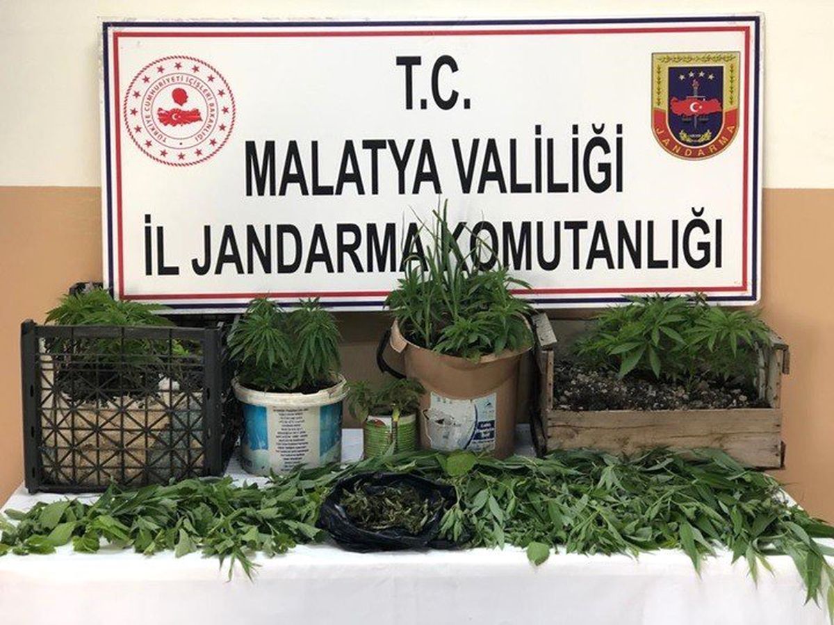 Yasadışı Kenevir ve Esrar Yetiştiren Şahıs Gözaltına Alındı