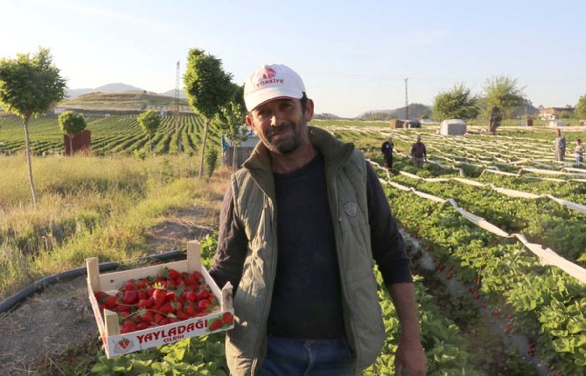 Yayladağı çileği Rusya\'ya ihraç edilecek