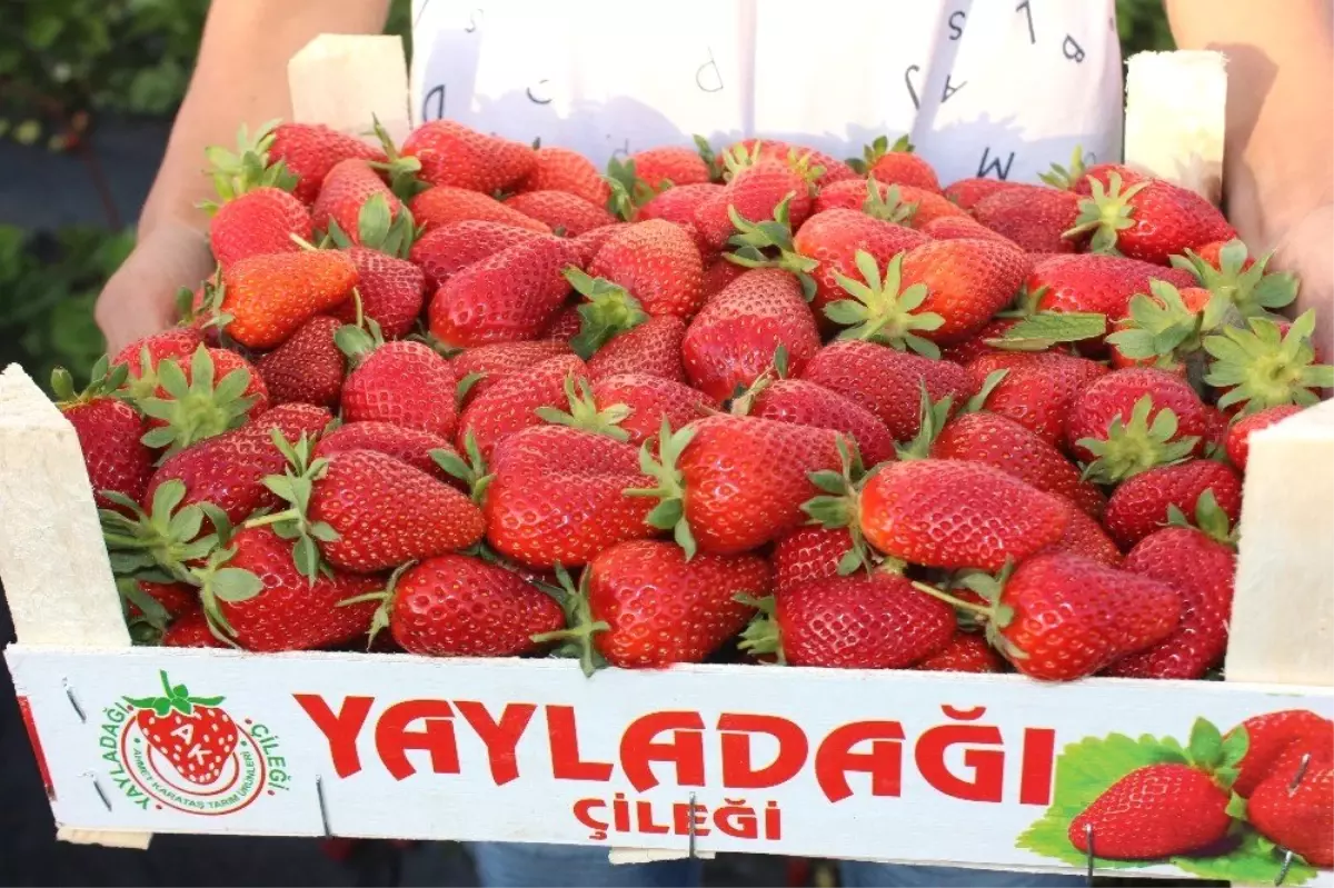 Yayladağı\'ndan Rusya\'ya Çilek İhracatı