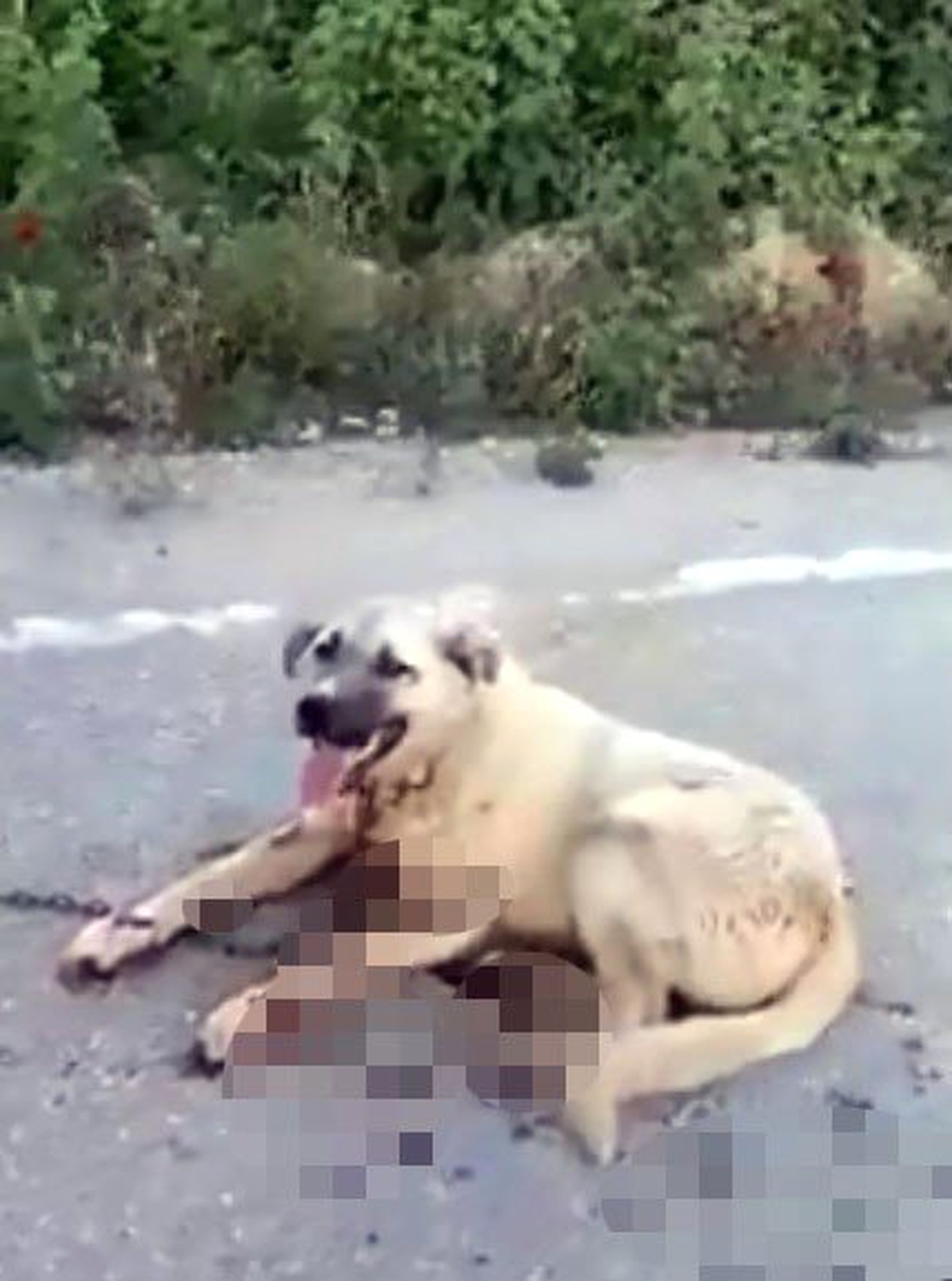 Zincirle Bağlanarak Sürüklenen Köpek Kanlar İçinde Kaldı
