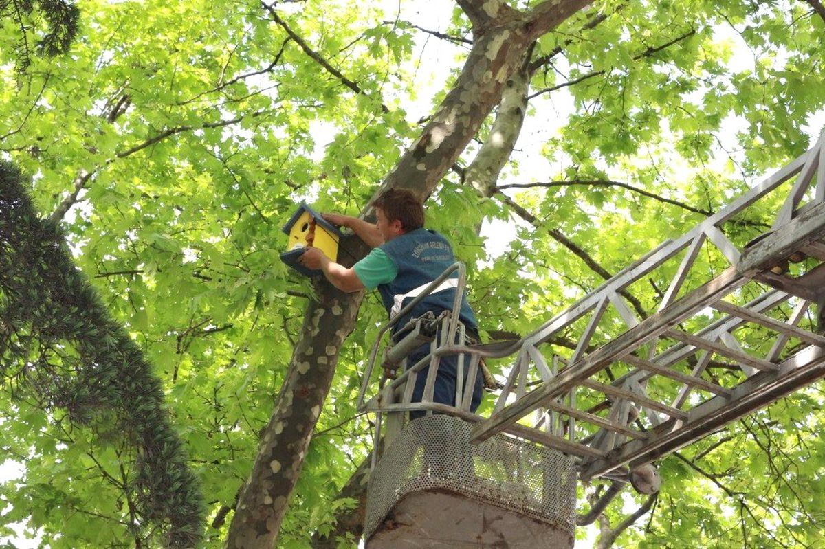 Ağaçlara Ahşap Kuş Yuvaları Yerleştirdiler