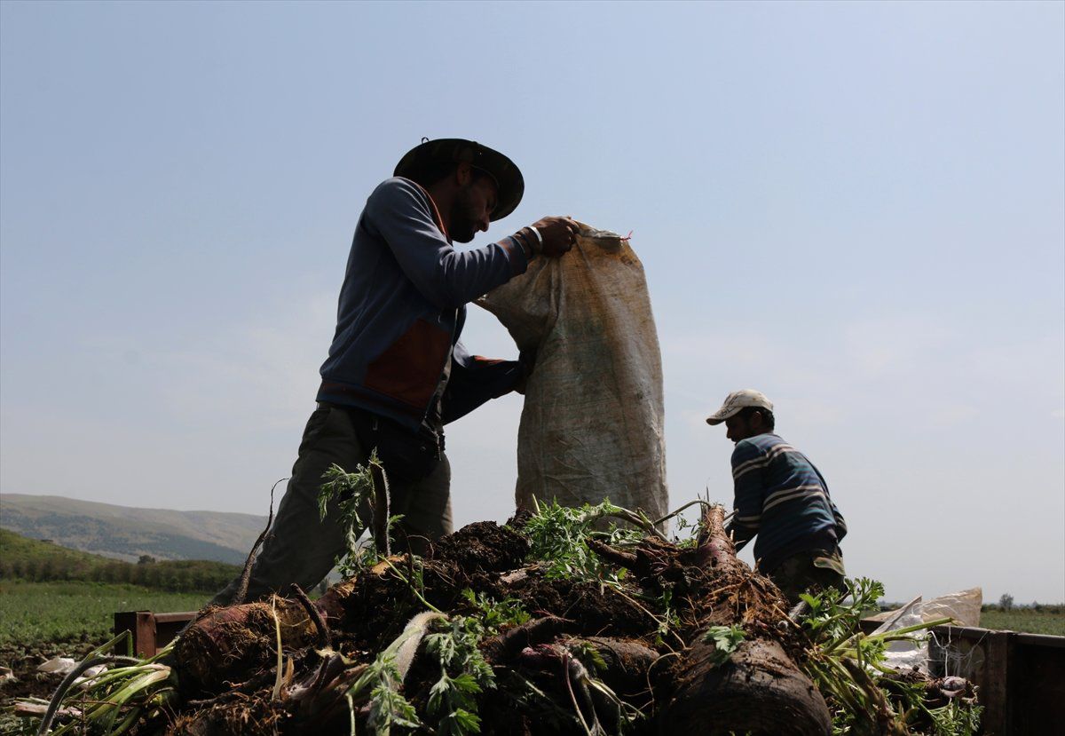 Alıcısı Hazır Siyah Havuçta Hasat Heyecanı