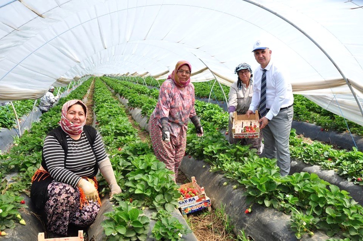 Başkan Kaya Tarlaya İndi, Çilek Topladı