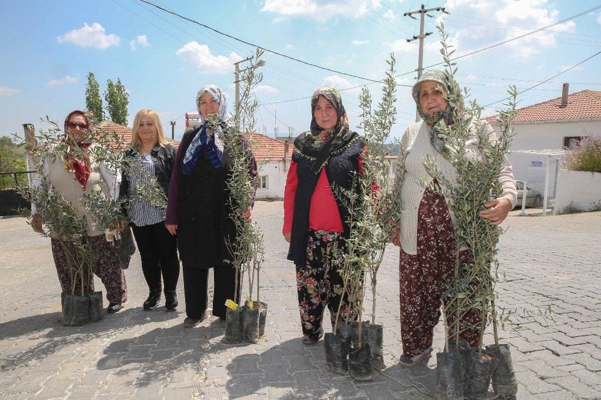 Buca\'nın Mahallerinde Zeytin Seferberliği