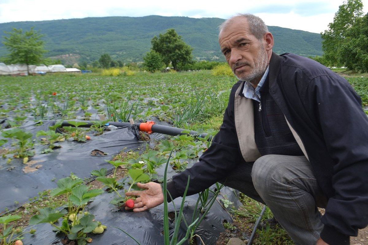 Bursa Çileği\'nde İlk Hasat Başladı
