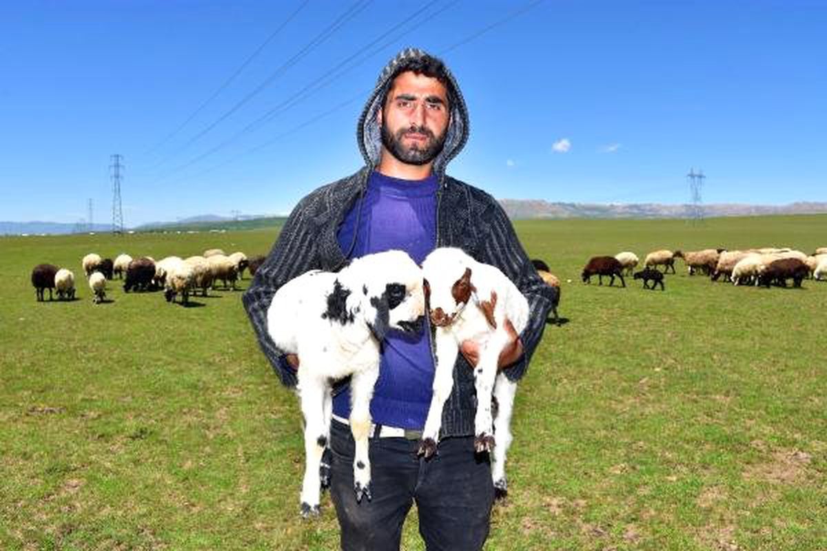 Çobanların Ramazanda Zorlu Mesaisi