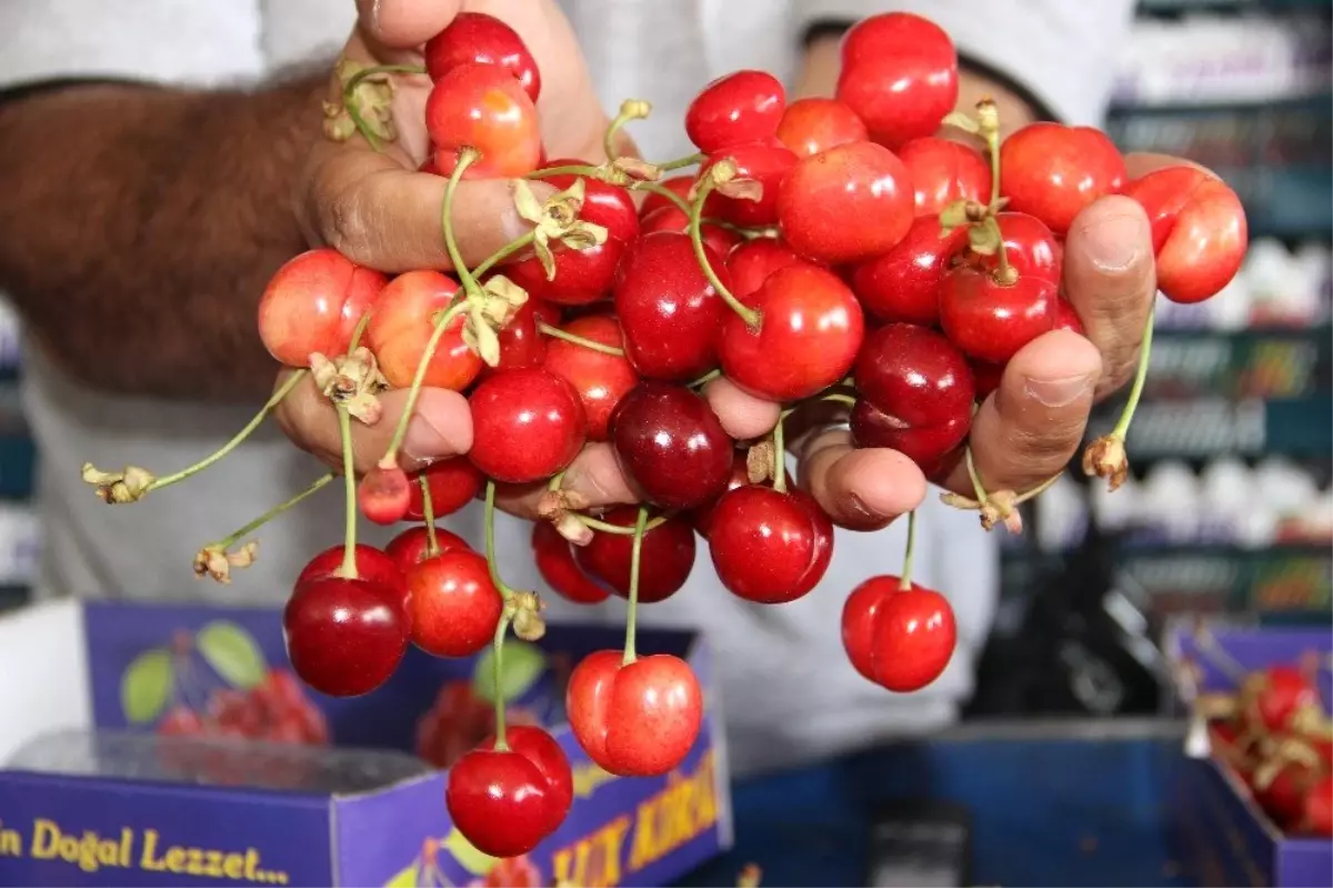 Dünyanın Kirazı Manisa\'dan