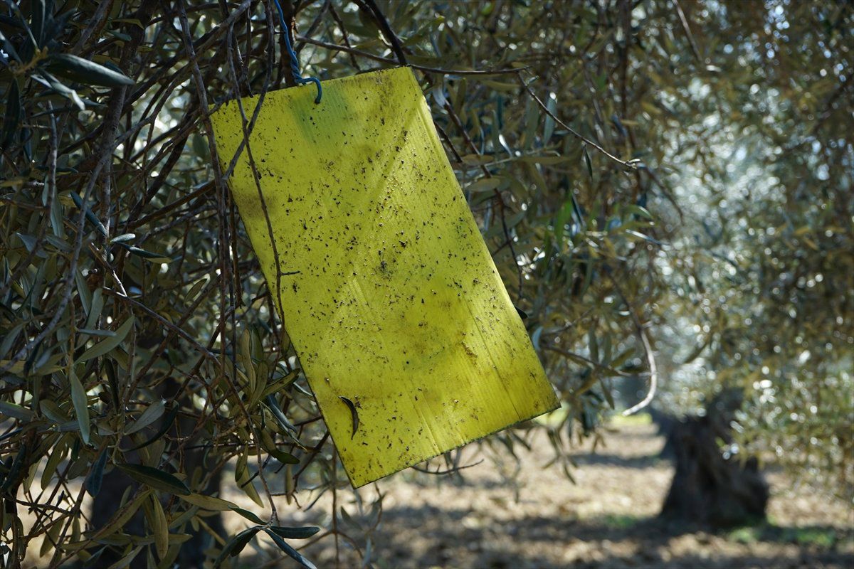 Edremit Körfezi\'nde Zeytin Sineği Popülasyonu Arttı"