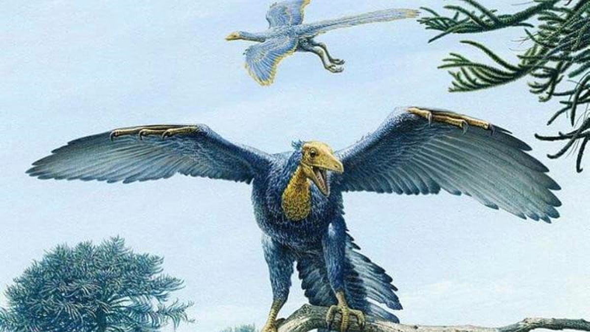 Günümüz Kuşlarına En Çok Benzeyen Dinozor Fosili Keşfedildi