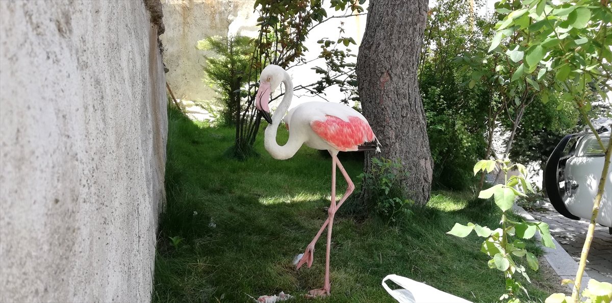 Hakkari\'de Yaralı Bulunan Flamingo Tedaviye Alındı