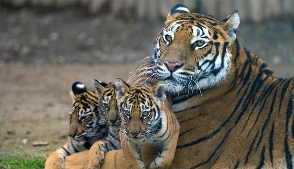 İstanbul\'un "İlk" Bengal Kaplanları Dünyaya Geldi