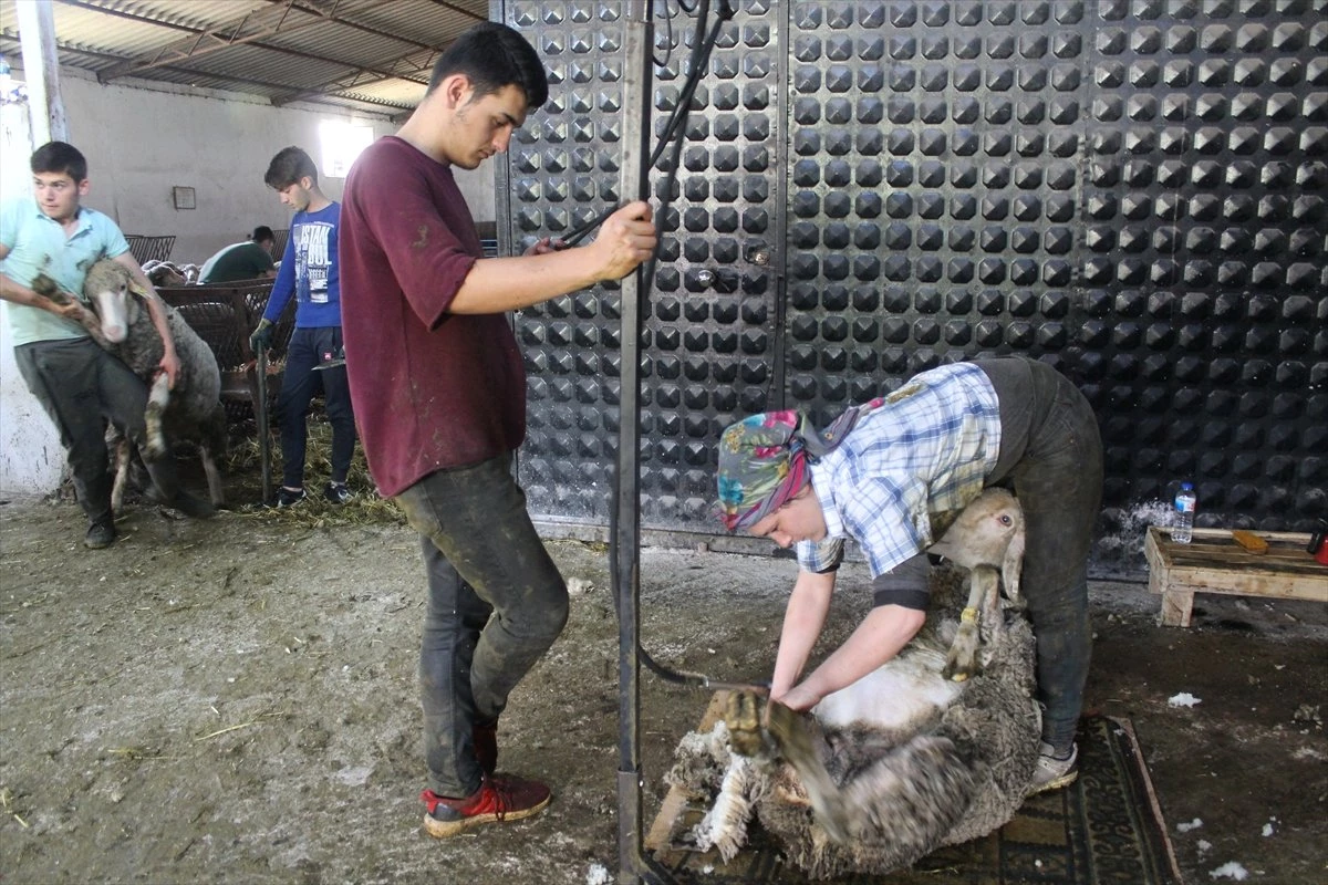 Koyun Kırkarak Harçlıklarını Çıkarıyorlar