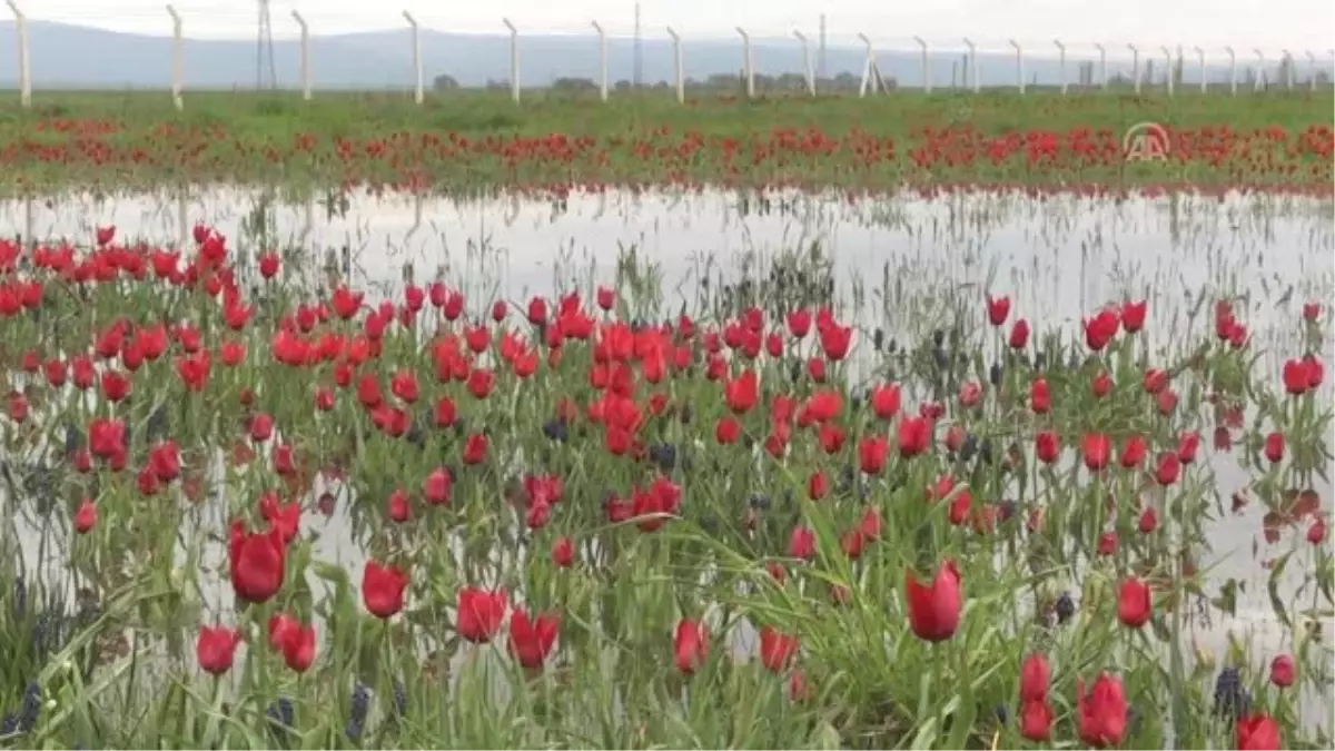 Muş Lalesi Gelir Kaynağı Olacak"