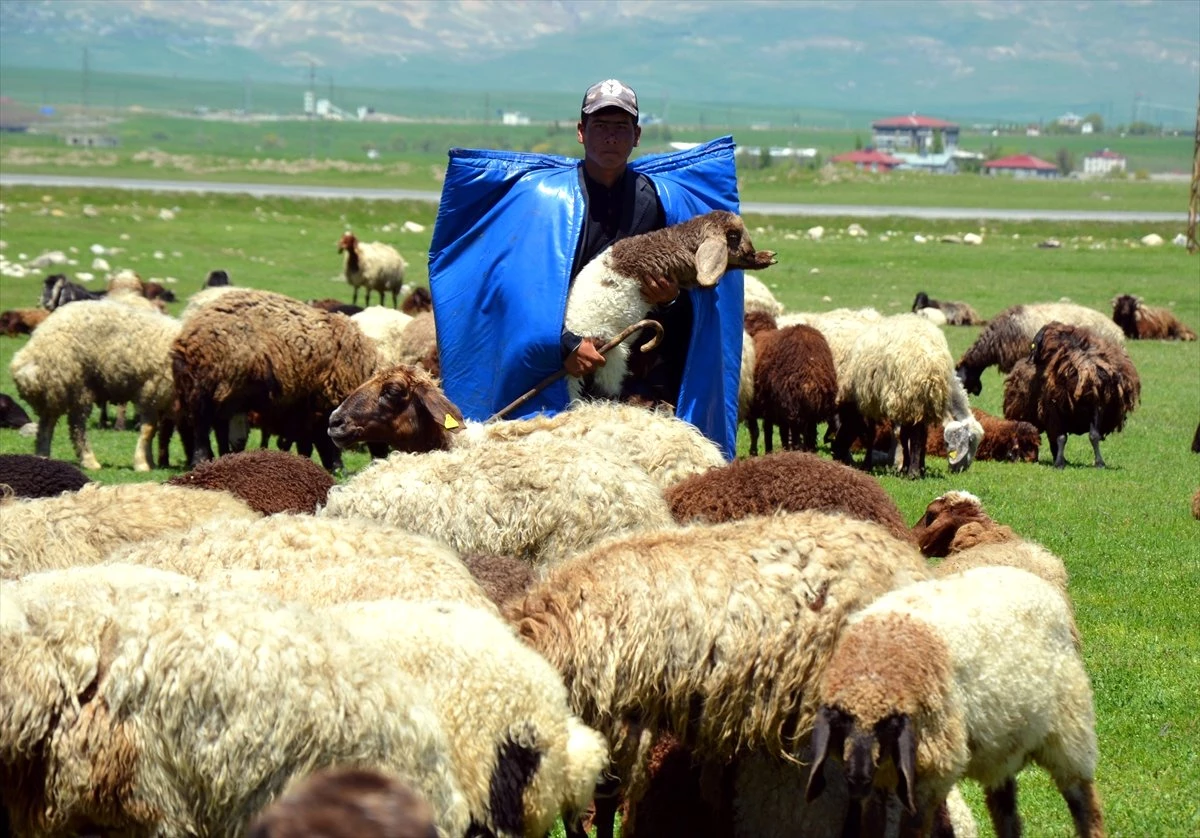 Muş\'ta Çobanların Ramazan Mesaisi