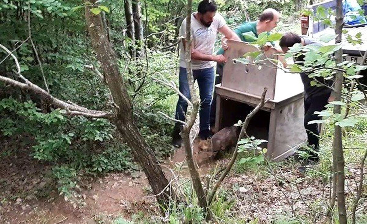 Tedavisi Tamamlanan Tilki Ormana Salındı