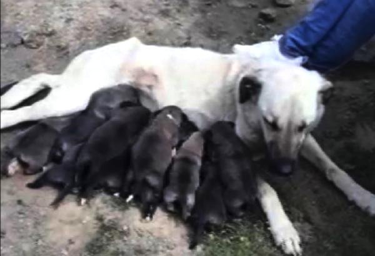 170 Kilometre Gidip, Yavru Köpekler ile Annesini Kurtardılar