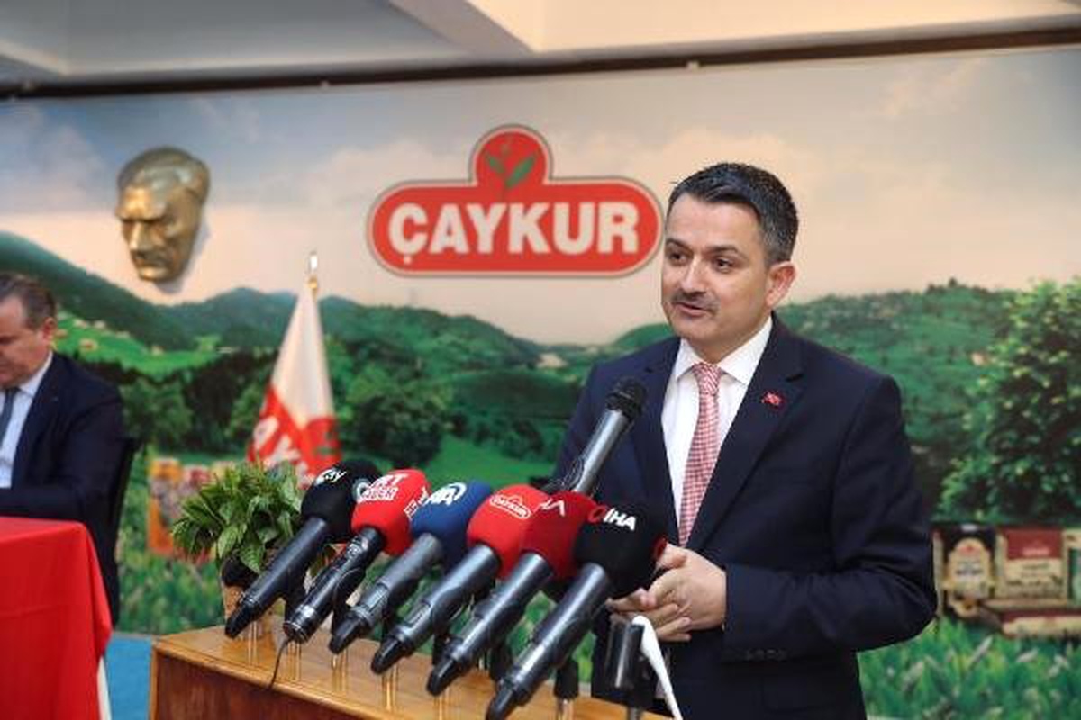 2019 Yaş Çay Alım Fiyatı Açıklandı: Destekleme Dahil 3,03 Tl