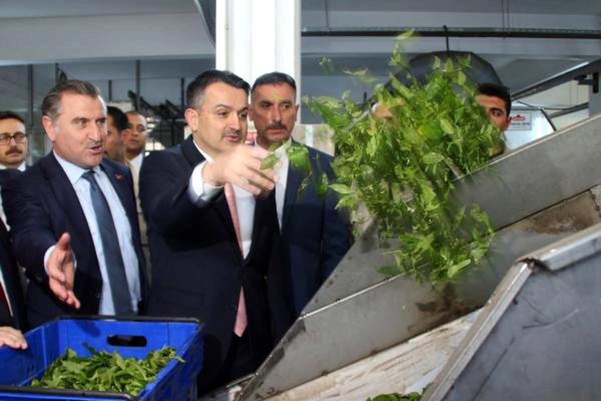 2019 Yaş Çay Alım Fiyatı Açıklandı: Destekleme Dahil 3,03 TL (2)