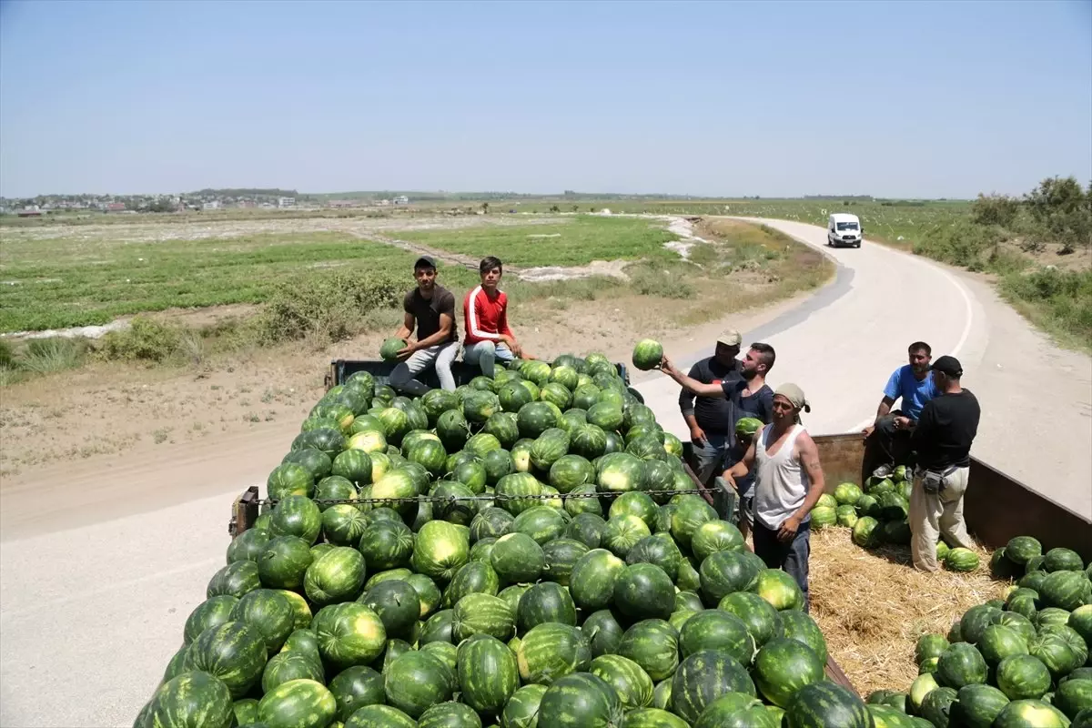 Adana Karpuzunda Hasat Sevinci